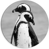 Dibond Wandcirkel - Twee Pinguïns (zwart/wit) - 60x60cm Foto op Aluminium Wandcirkel (met ophangsysteem)