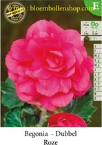 10 knollen DUBBELE BEGONIAS ROZE