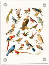 Tuinposter – Getekende Vogelsoorten - 30x40cm Foto op Tuinposter  (wanddecoratie voor buiten en binnen)