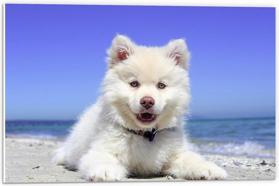 Forex - Witte Hond aan Strand - 60x40cm Foto op Forex