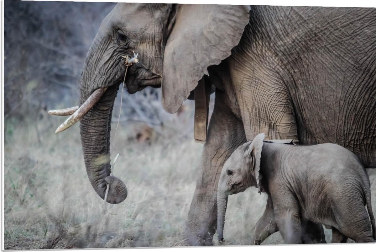 Forex - Moeder met Baby Olifant - 90x60cm Foto op Forex