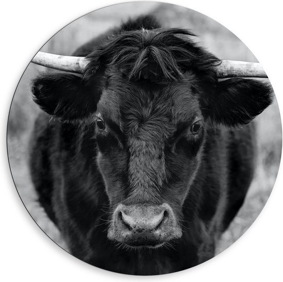 Dibond Wandcirkel - Stier in Gras Zwart - Wit - 80x80cm Foto op Aluminium Wandcirkel (met ophangsysteem)