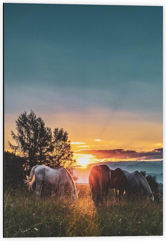 Dibond - Grazende Paarden bij de Zon - 40x60cm Foto op Aluminium (Met Ophangsysteem)