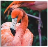 Dibond - Flamingo met Gekrulde Nek - 50x50cm Foto op Aluminium (Wanddecoratie van metaal)