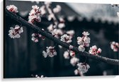 Canvas  - Witte Bloementak - 120x80cm Foto op Canvas Schilderij (Wanddecoratie op Canvas)