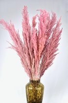 Pampas pluimen | Roze | 7 stuks | Cortaderia | 90 - 100cm