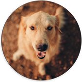 Dibond Wandcirkel - Aankijkende Bruine Hond - 70x70cm Foto op Aluminium Wandcirkel (met ophangsysteem)