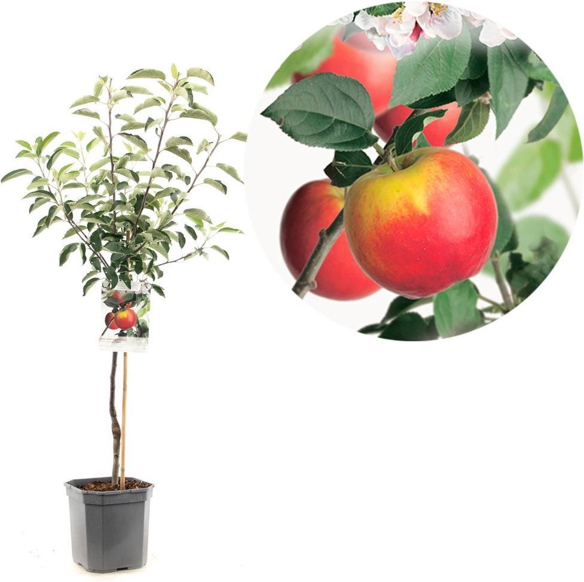 Malus domestica Topaz | lichtrode handappel | laagstam