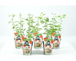 Mini Fruitplanten - set van 5 stuks 'Lycium Barbarum' (Rode Boksdoorn) - hoogte 30-40 cm
