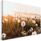 paardenbloemen op canvas | fotoprint op canvas | wanddecoratie bloemen & planten - 40x60cm
