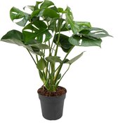 Kamerplant Monstera Deliciosa Tauerii Large – Gatenplant - ± 70cm hoog – 19cm diameter  - in kweekpot