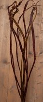 Salix - Bandwilg - Decoratie tak - 100cm - 10 tak