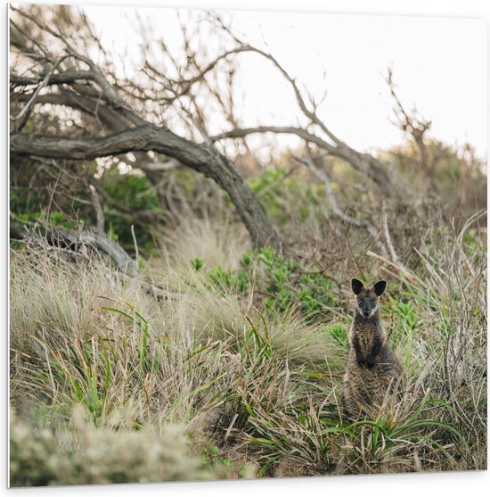 Forex - Kangeroo tussen Takken - 100x100cm Foto op Forex