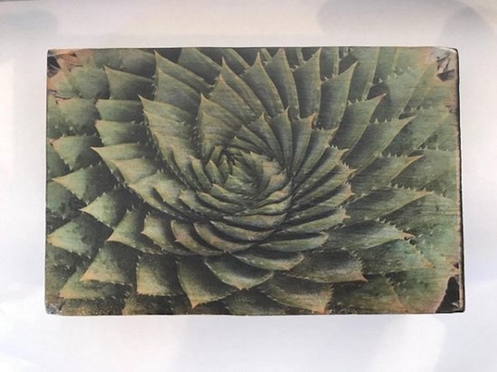 Afbeeldingsblok 10x15 cm Vetplant Agave victoria