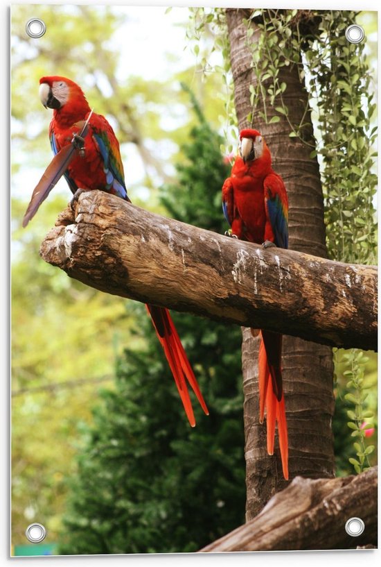 Tuinposter – Twee Papegaaien op Dikke Boomtak  - 40x60cm Foto op Tuinposter  (wanddecoratie voor buiten en binnen)