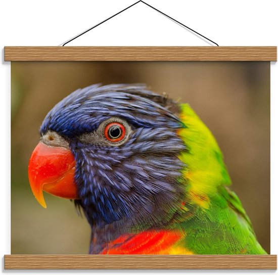 Schoolplaat – Hoofd van Regenboog Papagaai  - 40x30cm Foto op Textielposter (Wanddecoratie op Schoolplaat)