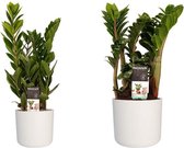 Combi 1 x Zamio Zenzi 1 x Zamio Culcas met Elho B.for soft white