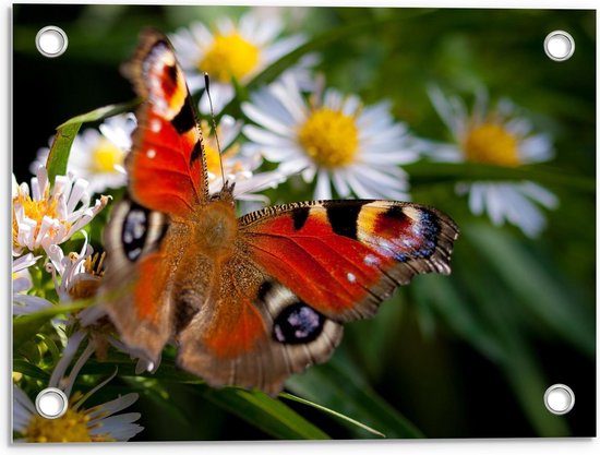 Tuinposter – Vlinder met Figuren op Witte Bloemen - 40x30cm Foto op Tuinposter  (wanddecoratie voor buiten en binnen)