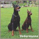 Dobermans 2021 Calendar