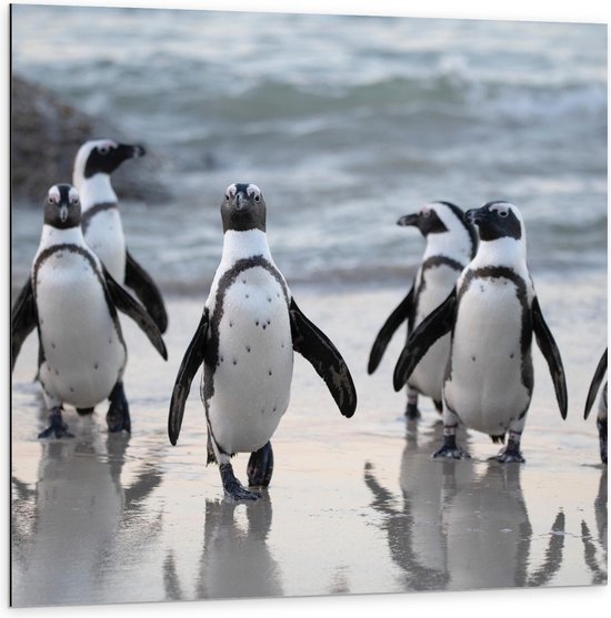 Dibond - Groep Pinguïns - 100x100cm Foto op Aluminium (Met Ophangsysteem)