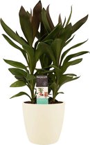 Kamerplant van Botanicly – Cordyline Fruticosa Glauca incl. crème kleurig sierpot als set – Hoogte: 60 cm