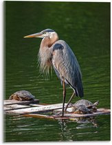 Acrylglas - Reiger - 30x40cm Foto op Acrylglas (Met Ophangsysteem)