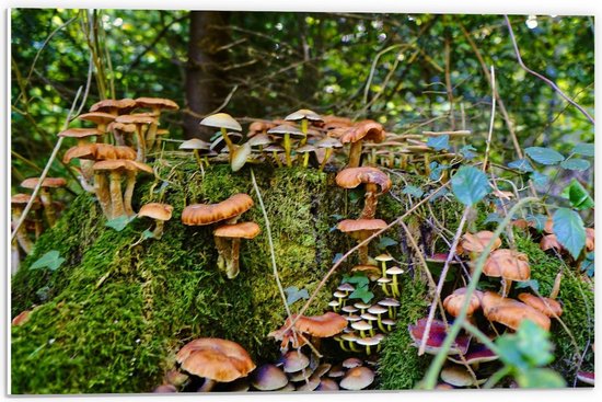 Forex - Paddenstoelen in het Bos - 60x40cm Foto op Forex