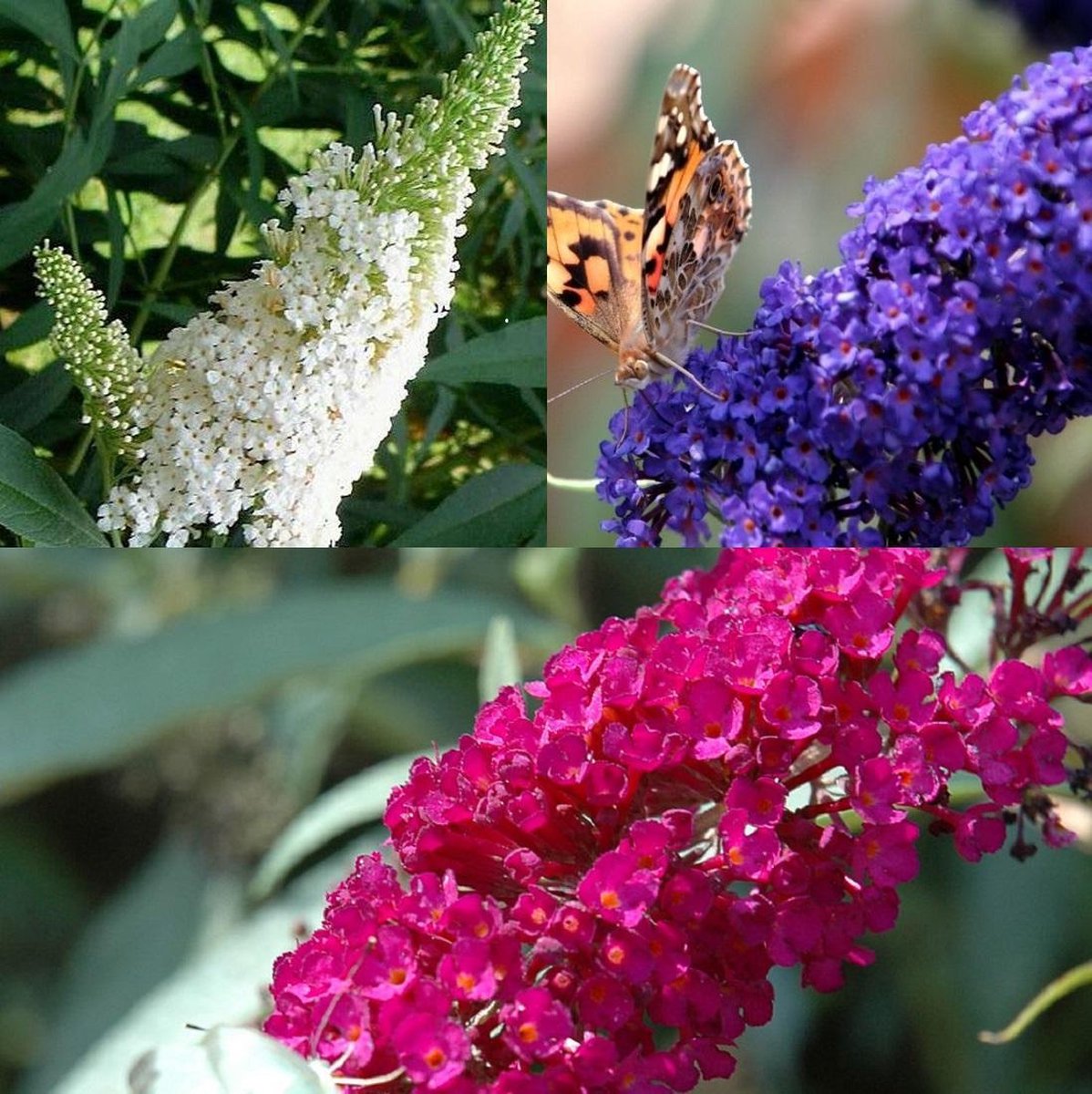 3 x Vlinderstruik Buddleja: davidii 'Royal Red'/'White Profusion'/'Empire Blue' - Rood-paars/Wit/Blauw, Meerjarig en Winterhard - set van 3 Vlinderstruiken / Vlinderplant | 3 x 2 liter potten - Aantrekkelijk voor de vlinder