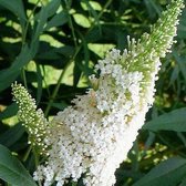 Buddleja Vlinderstruik White Profusion - Witte bloemen, Meerjarig en Winterhard | Vlinderplant / Vlinderstruiken - Aantrekkelijk voor de Vlinder | 1.5 liter pot