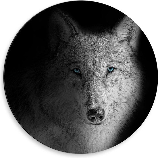 Dibond Wandcirkel - Witte Wolf met Besneeuwde Vacht en Blauwe Ogen - 50x50cm Foto op Aluminium Wandcirkel (met ophangsysteem)