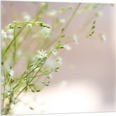 Acrylglas - Groene Plantjes met Witte Bloemetjes - 100x100cm Foto op Acrylglas (Wanddecoratie op Acrylglas)