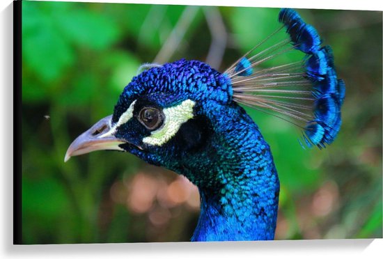 Canvas  - Vogel met Mooie Blauwe Veren - 90x60cm Foto op Canvas Schilderij (Wanddecoratie op Canvas)