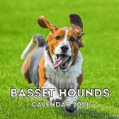 Bassets Hounds