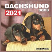 Dachshund Dogs 2021 Wall Calendar