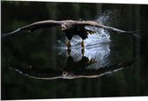 Dibond - Vogel op het Water - 120x80cm Foto op Aluminium (Met Ophangsysteem)