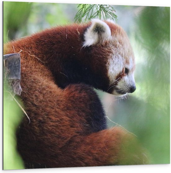Dibond - Rode Panda in een Boom - 100x100cm Foto op Aluminium (Met Ophangsysteem)