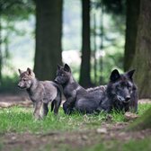 Bongo Bon - DAGJE FORESTIA DIERENPARK VOOR 2 - Cadeaukaart cadeau voor man of vrouw