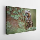 Owl on the tree. Hidden portrait of Long-eared Owl with big orange eyes behind larch tree trunk, wild animal in the nature habitat, Sweden. Wildlife scene from nature. - Modern Art