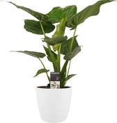 Hellogreen Kamerplant - Alocasia Cucullata - 65 cm - Elho Brussels wit
