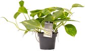 Hellogreen Kamerplant - Scindapsus Aureum - 15 cm