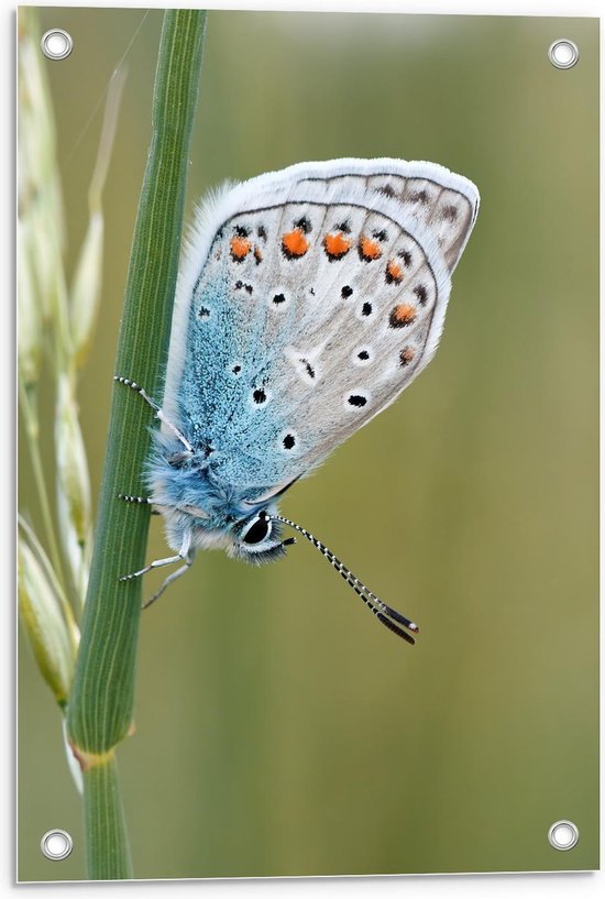 Foto: Tuinposter blauwkleurige vlinder op groene plant 40x60cm foto op tuinposter wanddecoratie voor buiten en binnen 