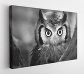 Onlinecanvas - Schilderij - A Whitefaced Owl (artistic Processing) Art Horizontal Horizontal - Multicolor - 60 X 80 Cm