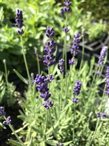 6 x Lavandula ang. 'Hidcote' - Lavendel - P9 Pot (9 x 9cm) - Dima Vaste Planten