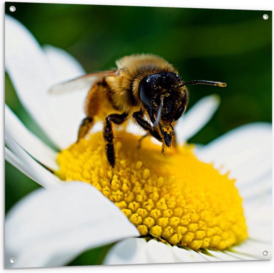 Tuinposter – Bij op Wit Madeliefje - 100x100cm Foto op Tuinposter  (wanddecoratie voor buiten en binnen)