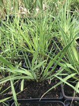 6 x Molinia caerulea 'Heidebraut' - Pijpenstrootje - P9 Pot (9 x 9cm) - Dima Vaste Planten