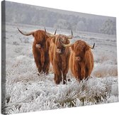 Schotse Hooglanders op canvas schilderij | 70x50cm | frame dikte 38mm | Wandpaneel | Canvasdoek | Canvasframe |Foto op canvas | Wanddecoratie