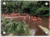 Tuinposter – Groep Flamingo's in het Water - 40x30cm Foto op Tuinposter  (wanddecoratie voor buiten en binnen)