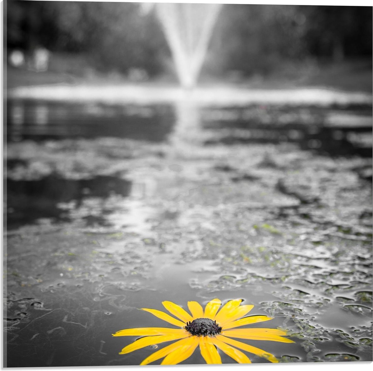 Acrylglas - Gele Bloem in het Water bij Fontein - 50x50cm Foto op Acrylglas (Met Ophangsys