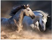 Luxe Wanddecoratie - Fotokunst Wild Horses - Hoogste kwaliteit Plexiglas - Blind Aluminium Ophangsysteem - 60 x 90 - Akoestisch en UV Werend - inclusief verzending  -