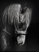 Luxe Wanddecoratie - Fotokunst Horse Collection - Hoogste kwaliteit Plexiglas - Blind Aluminium Ophangsysteem - 60 x 90 - Akoestisch en UV Werend - inclusief verzending  -